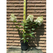 Гортензія волотиста Пінкі Вінкі PBR/® | Hydrangea paniculata Pinky Winky PBR/® | Гортензия метельчатая Пинки Винки PBR/®