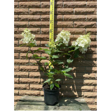 Гортензія волотиста Пінкі Вінкі PBR/® | Hydrangea paniculata Pinky Winky PBR/® | Гортензия метельчатая Пинки Винки PBR/®