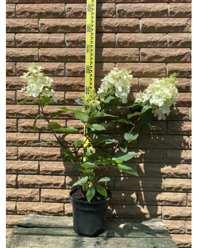 Гортензія волотиста Пінкі Вінкі PBR/® | Hydrangea paniculata Pinky Winky PBR/® | Гортензия метельчатая Пинки Винки PBR/®