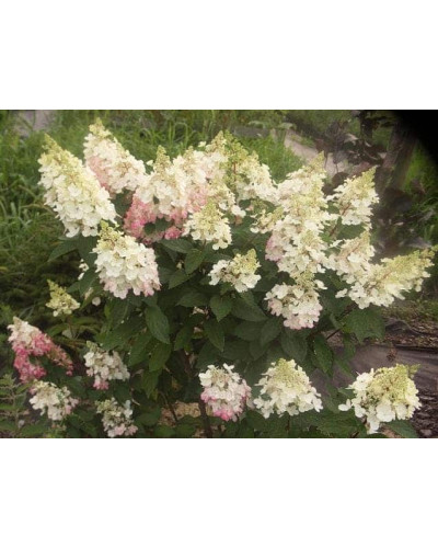 Гортензія волотиста Пінкі Вінкі PBR/® | Hydrangea paniculata Pinky Winky PBR/® | Гортензия метельчатая Пинки Винки PBR/®
