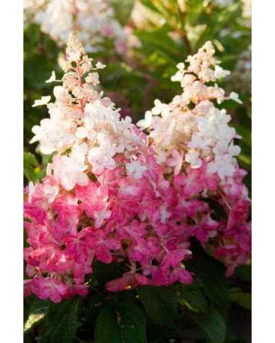 Гортензія волотиста Пінкі Вінкі PBR/® | Hydrangea paniculata Pinky Winky PBR/® | Гортензия метельчатая Пинки Винки PBR/®