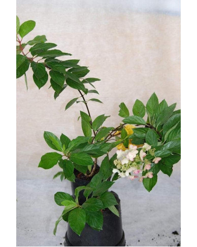 Гортензія волотиста Пінкі Вінкі PBR/® | Hydrangea paniculata Pinky Winky PBR/® | Гортензия метельчатая Пинки Винки PBR/®