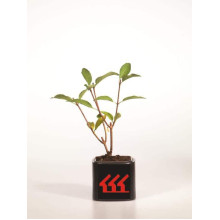 Гортензія волотиста Пінкі Вінкі PBR/® | Hydrangea paniculata Pinky Winky PBR/® | Гортензия метельчатая Пинки Винки PBR/®