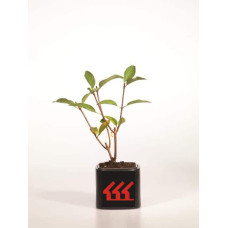 Гортензія волотиста Пінкі Вінкі PBR/® | Hydrangea paniculata Pinky Winky PBR/® | Гортензия метельчатая Пинки Винки PBR/®
