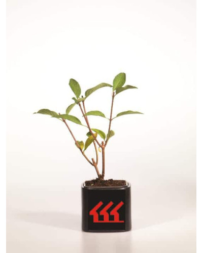 Гортензія волотиста Пінкі Вінкі PBR/® | Hydrangea paniculata Pinky Winky PBR/® | Гортензия метельчатая Пинки Винки PBR/®