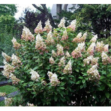 Гортензія волотиста Пінкі Вінкі PBR/® | Hydrangea paniculata Pinky Winky PBR/® | Гортензия метельчатая Пинки Винки PBR/®