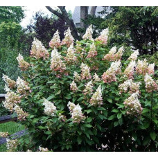 Гортензія волотиста Пінкі Вінкі PBR/® | Hydrangea paniculata Pinky Winky PBR/® | Гортензия метельчатая Пинки Винки PBR/®