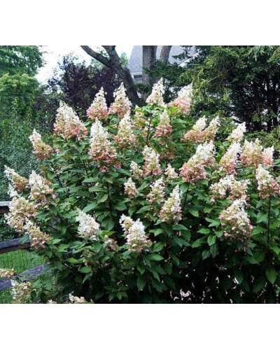 Гортензія волотиста Пінкі Вінкі PBR/® | Hydrangea paniculata Pinky Winky PBR/® | Гортензия метельчатая Пинки Винки PBR/®