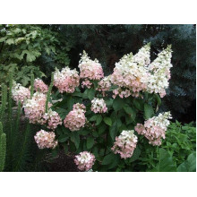 Гортензія волотиста Пінкі Вінкі PBR/® | Hydrangea paniculata Pinky Winky PBR/® | Гортензия метельчатая Пинки Винки PBR/®