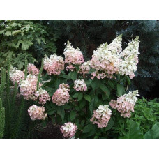 Гортензія волотиста Пінкі Вінкі PBR/® | Hydrangea paniculata Pinky Winky PBR/® | Гортензия метельчатая Пинки Винки PBR/®