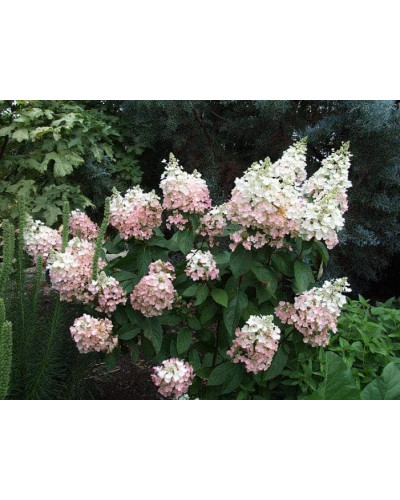 Гортензія волотиста Пінкі Вінкі PBR/® | Hydrangea paniculata Pinky Winky PBR/® | Гортензия метельчатая Пинки Винки PBR/®
