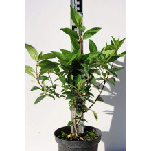 Гортензія волотиста Пінкі Вінкі PBR/® | Hydrangea paniculata Pinky Winky PBR/® | Гортензия метельчатая Пинки Винки PBR/®