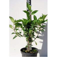 Гортензія волотиста Пінкі Вінкі PBR/® | Hydrangea paniculata Pinky Winky PBR/® | Гортензия метельчатая Пинки Винки PBR/®