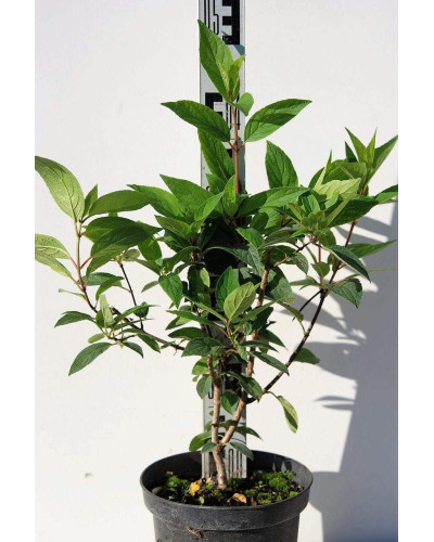 Гортензія волотиста Пінкі Вінкі PBR/® | Hydrangea paniculata Pinky Winky PBR/® | Гортензия метельчатая Пинки Винки PBR/®