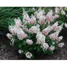 Гортензія волотиста Пінкі Вінкі PBR/® | Hydrangea paniculata Pinky Winky PBR/® | Гортензия метельчатая Пинки Винки PBR/®
