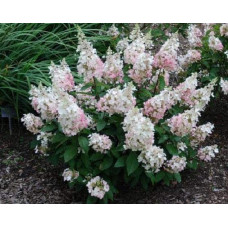 Гортензія волотиста Пінкі Вінкі PBR/® | Hydrangea paniculata Pinky Winky PBR/® | Гортензия метельчатая Пинки Винки PBR/®