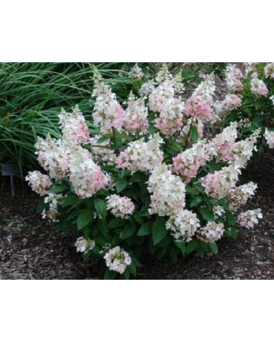 Гортензія волотиста Пінкі Вінкі PBR/® | Hydrangea paniculata Pinky Winky PBR/® | Гортензия метельчатая Пинки Винки PBR/®