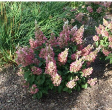 Гортензія волотиста Пінкі Вінкі PBR/® | Hydrangea paniculata Pinky Winky PBR/® | Гортензия метельчатая Пинки Винки PBR/®