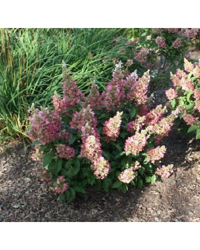 Гортензія волотиста Пінкі Вінкі PBR/® | Hydrangea paniculata Pinky Winky PBR/® | Гортензия метельчатая Пинки Винки PBR/®