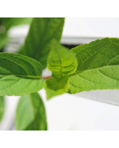 Гортензія волотиста Пінкі Вінкі PBR/® | Hydrangea paniculata Pinky Winky PBR/® | Гортензия метельчатая Пинки Винки PBR/®