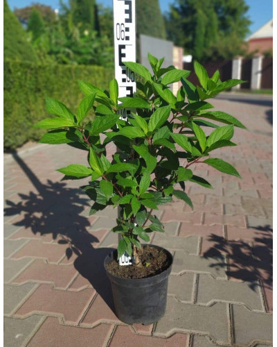 Гортензія волотиста Пінкі Вінкі PBR/® | Hydrangea paniculata Pinky Winky PBR/® | Гортензия метельчатая Пинки Винки PBR/®