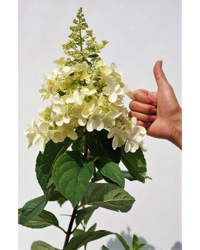 Гортензія волотиста Пінкі Вінкі PBR/® | Hydrangea paniculata Pinky Winky PBR/® | Гортензия метельчатая Пинки Винки PBR/®