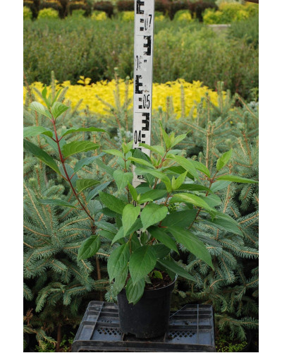 Гортензія волотиста Пінкі Вінкі PBR/® | Hydrangea paniculata Pinky Winky PBR/® | Гортензия метельчатая Пинки Винки PBR/®