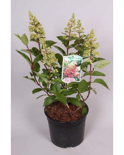Гортензія волотиста Пінкі Вінкі PBR/® | Hydrangea paniculata Pinky Winky PBR/® | Гортензия метельчатая Пинки Винки PBR/®