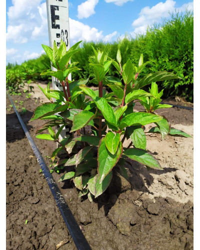 Гортензія волотиста Пінкі Вінкі PBR/® | Hydrangea paniculata Pinky Winky PBR/® | Гортензия метельчатая Пинки Винки PBR/®