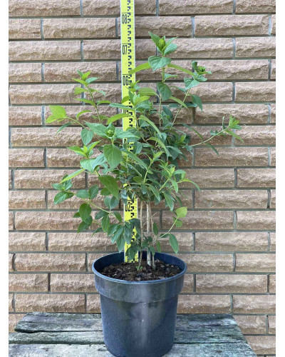 Гортензія волотиста Пінкі Вінкі PBR/® | Hydrangea paniculata Pinky Winky PBR/® | Гортензия метельчатая Пинки Винки PBR/®