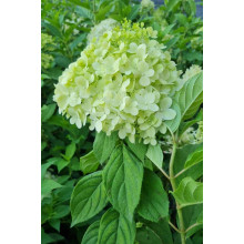 Гортензія волотиста Лаймлайт PBR/® | Hydrangea paniculata Limelight PBR/® | Гортензия метельчатая Лаймлайт PBR/®
