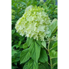Гортензія волотиста Лаймлайт PBR/® | Hydrangea paniculata Limelight PBR/® | Гортензия метельчатая Лаймлайт PBR/®