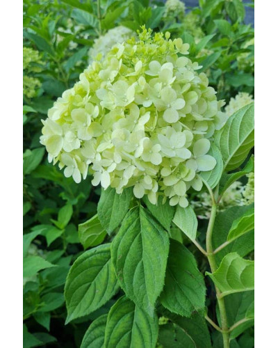 Гортензія волотиста Лаймлайт PBR/® | Hydrangea paniculata Limelight PBR/® | Гортензия метельчатая Лаймлайт PBR/®
