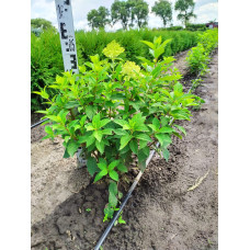 Гортензія волотиста Лаймлайт PBR/® | Hydrangea paniculata Limelight PBR/® | Гортензия метельчатая Лаймлайт PBR/®