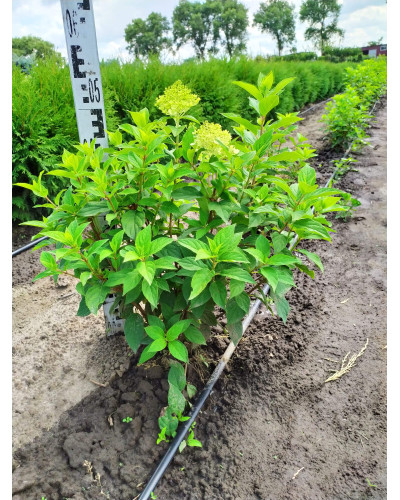Гортензія волотиста Лаймлайт PBR/® | Hydrangea paniculata Limelight PBR/® | Гортензия метельчатая Лаймлайт PBR/®