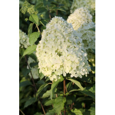 Гортензія волотиста Лаймлайт PBR/® | Hydrangea paniculata Limelight PBR/® | Гортензия метельчатая Лаймлайт PBR/®