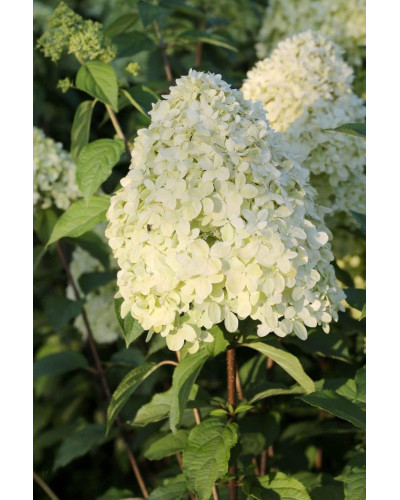 Гортензія волотиста Лаймлайт PBR/® | Hydrangea paniculata Limelight PBR/® | Гортензия метельчатая Лаймлайт PBR/®