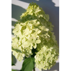 Гортензія волотиста Лаймлайт PBR/® | Hydrangea paniculata Limelight PBR/® | Гортензия метельчатая Лаймлайт PBR/®