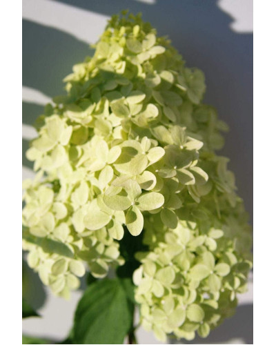 Гортензія волотиста Лаймлайт PBR/® | Hydrangea paniculata Limelight PBR/® | Гортензия метельчатая Лаймлайт PBR/®