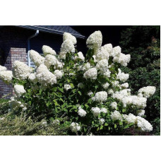 Гортензія волотиста Лаймлайт PBR/® | Hydrangea paniculata Limelight PBR/® | Гортензия метельчатая Лаймлайт PBR/®