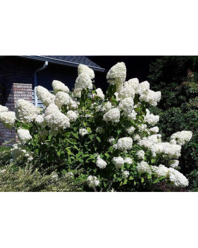 Гортензія волотиста Лаймлайт PBR/® | Hydrangea paniculata Limelight PBR/® | Гортензия метельчатая Лаймлайт PBR/®