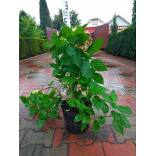 Гортензія волотиста Лаймлайт PBR/® | Hydrangea paniculata Limelight PBR/® | Гортензия метельчатая Лаймлайт PBR/®