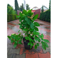 Гортензія волотиста Лаймлайт PBR/® | Hydrangea paniculata Limelight PBR/® | Гортензия метельчатая Лаймлайт PBR/®