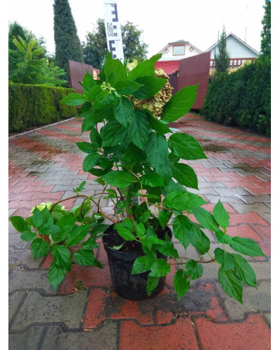 Гортензія волотиста Лаймлайт PBR/® | Hydrangea paniculata Limelight PBR/® | Гортензия метельчатая Лаймлайт PBR/®