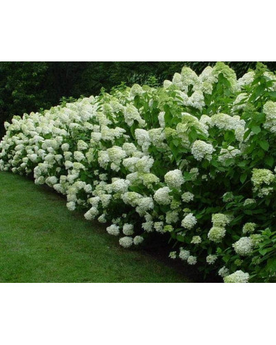 Гортензія волотиста Лаймлайт PBR/® | Hydrangea paniculata Limelight PBR/® | Гортензия метельчатая Лаймлайт PBR/®