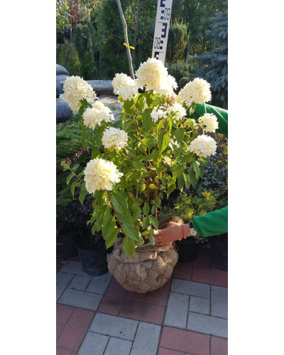 Гортензія волотиста Лаймлайт PBR/® | Hydrangea paniculata Limelight PBR/® | Гортензия метельчатая Лаймлайт PBR/®