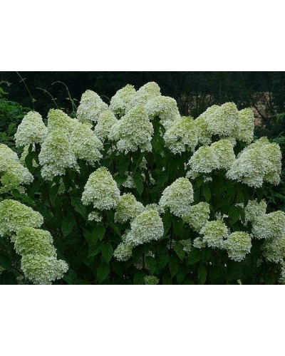 Гортензія волотиста Лаймлайт PBR/® | Hydrangea paniculata Limelight PBR/® | Гортензия метельчатая Лаймлайт PBR/®