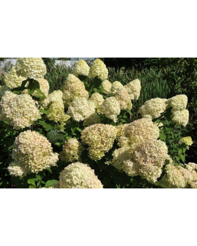 Гортензія волотиста Лаймлайт PBR/® | Hydrangea paniculata Limelight PBR/® | Гортензия метельчатая Лаймлайт PBR/®