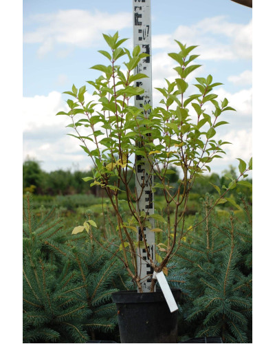 Гортензія волотиста Лаймлайт PBR/® | Hydrangea paniculata Limelight PBR/® | Гортензия метельчатая Лаймлайт PBR/®
