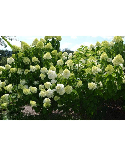 Гортензія волотиста Лаймлайт PBR/® | Hydrangea paniculata Limelight PBR/® | Гортензия метельчатая Лаймлайт PBR/®